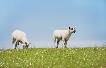 Image showing zwei schafe stehen schauend auf dem deich