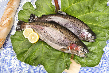 Image showing two freshly caught trouts on a rhubarb leaf served