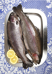 Image showing Two fresh rainbow trouts on a stainless steel tray