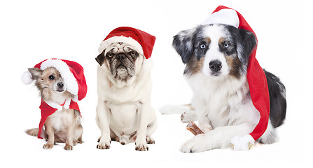 Image showing three dogs Christmas