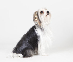 Image showing lhasa apso yorkshire mongrel