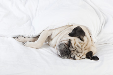 Image showing Pug lying in bed