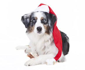 Image showing austrailian shepherd stocking cap