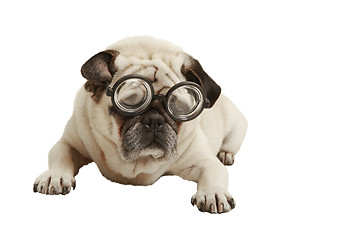 Image showing Pug with glasses