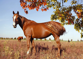 Image showing warmblood fox with blaze