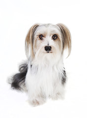 Image showing small dog with long fur