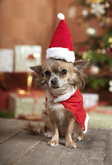 Image showing christmas dog sitting