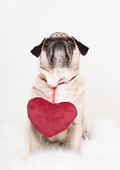 Image showing pug heart valentine's day