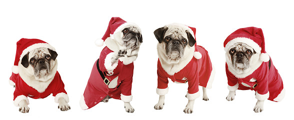 Image showing four pugs as Santa Claus