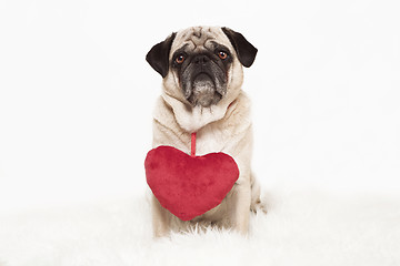 Image showing pug with red heart