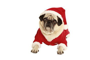 Image showing pug in santa claus costume lying