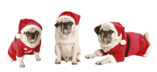 Image showing three pugs as Santa Claus