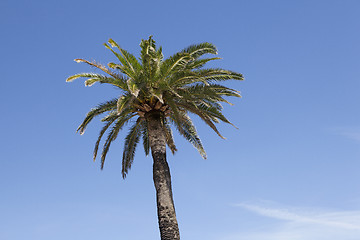 Image showing Palm tree against blue sky