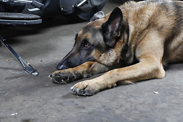 Image showing German Shepherd Dog lying on the ground