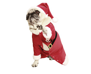 Image showing pug in santa coat raises his paw