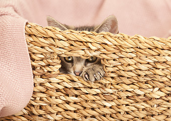 Image showing young cat looking out of basket