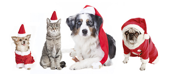 Image showing Dogs and Cat Christmas