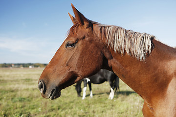 Image showing brown horse head