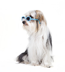 Image showing small dog with sunglasses