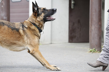 Image showing German Shepherd in front of woman