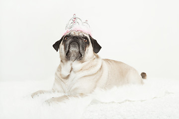 Image showing pug lying with a pink crown on her head