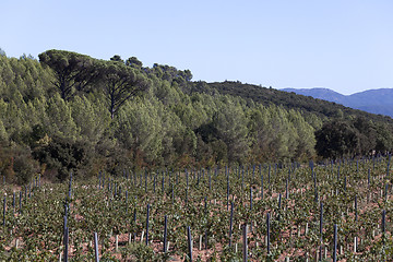 Image showing wine growing in the south of france