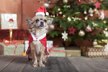 Image showing christmas dog before christmas tree