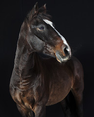 Image showing holsteiner horse studio 
