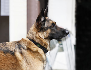 Image showing German Shepherd portrait outdoors