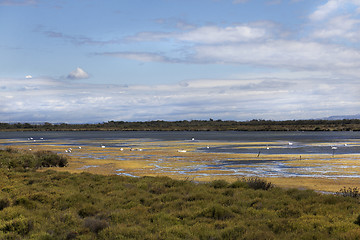 Image showing landscape camargue