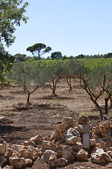 Image showing olive trees south of france