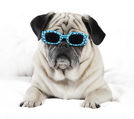 Image showing Pug with sunglasses
