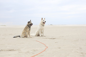 Image showing two dogs sitting on beach