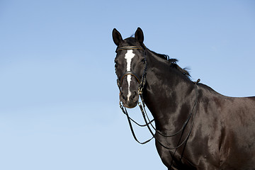 Image showing Black horse in front of blue sky