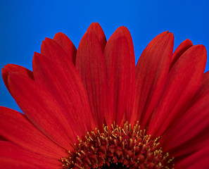 Image showing Red daisy flower