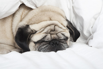 Image showing sleeping pug face