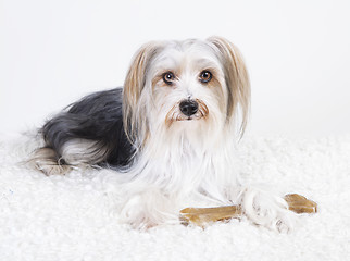 Image showing lhasa apso mongrel