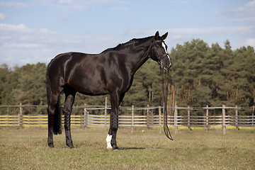 Image showing Black horse on meadow