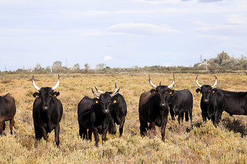 Image showing young bulls