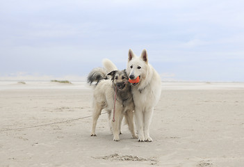 Image showing two dogs on the beach