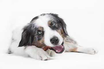 Image showing austrailian shepherd chewing on bones