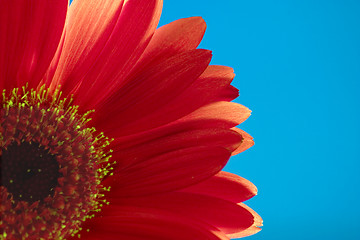 Image showing Red flower