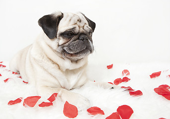 Image showing Pug on blanket with rose flowers