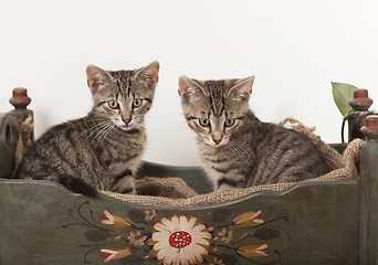 Image showing two young cats in crib