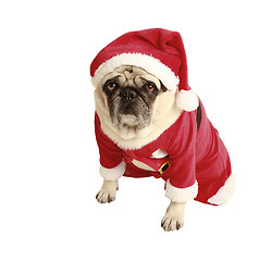 Image showing pug christmas costume