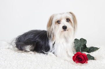 Image showing Little Dog with Rose