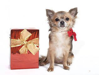Image showing chihuahua with christmas gift