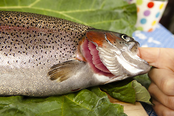 Image showing recognize fresh trout