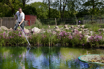 Image showing man fishes in garden pond, mann keschert im gartenteich