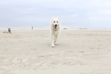 Image showing white shepherd on the beach